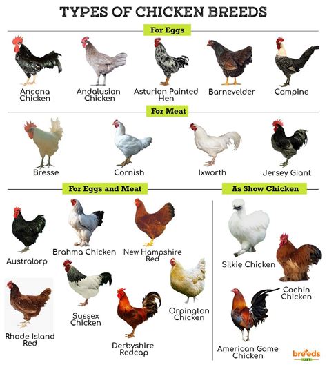 Types Of Chickens