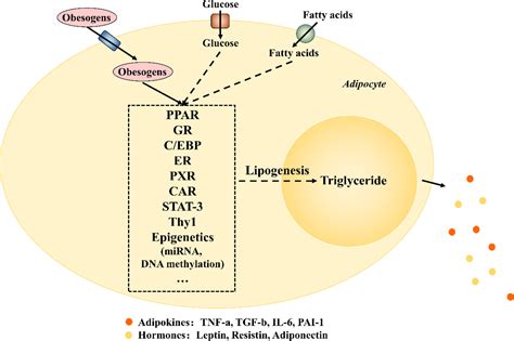 Environmental Obesogens and Their Perturbations in Lipid Metabolism ...