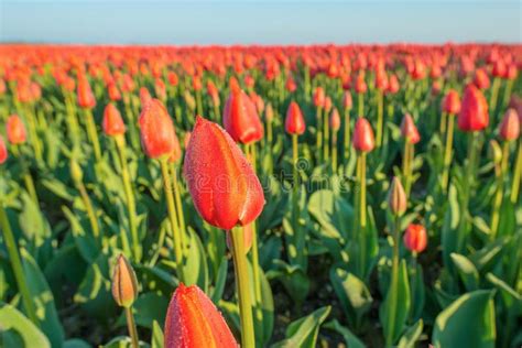 Field with Tulips at Sunrise Stock Photo - Image of noordoostpolder ...