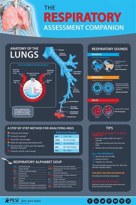 Respiratory Assessment Companion Infographic | Respiratory therapy ...