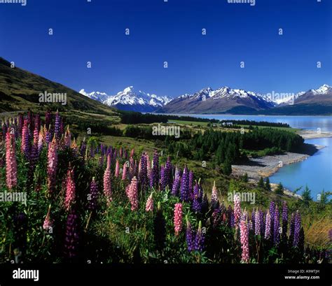 LUPINS LAKE LAKE PUKAKI AORAKI MOUNT COOK NATIONAL PARK MACKENZIE Stock ...