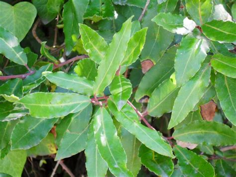 Bay Laurel - Laurus nobilis - Bay Laurel Hedging