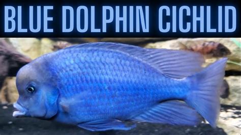 The Blue Dolphin Cichlid - Big, Blue, and Brilliant - YouTube