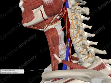 Sternothyroid Muscle | Complete Anatomy