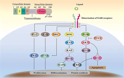 Frontiers | The Latest Battles Between EGFR Monoclonal Antibodies and ...