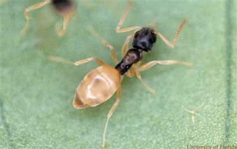 ghost ant - Tapinoma melanocephalum