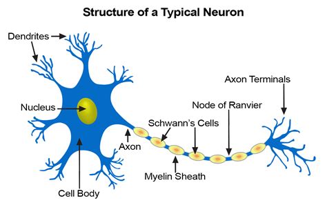 Nerve Tissue | SEER Training