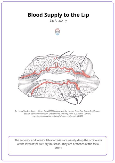 Anatomy of the Lip • Muscles, Nerves, Arteries, Function