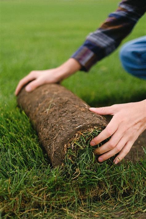 5 Tips for Turf Grass Care and Maintenance - EatHappyProject