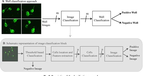 Figure 3 from A decision support system for Crithidia Luciliae image ...