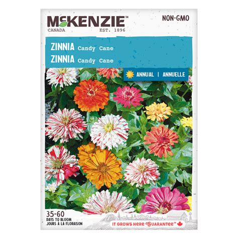 Zinnia Seeds, Candy Cane – McKenzie Seeds