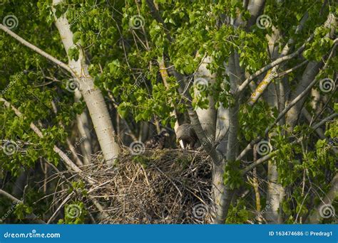 White-tailed Eagle in the Nest with Small Birds Stock Photo - Image of ...