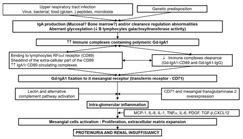 JCM | Free Full-Text | IgA Vasculitis and IgA Nephropathy: Same Disease?