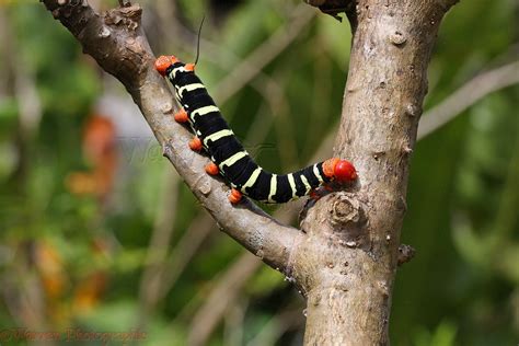 Giant Grey Sphinx moth caterpillar or Frangipani Worm photo WP39832