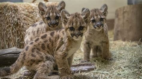 Three Orphaned Mountain Lion Cubs Rescued in San Diego | UC Davis