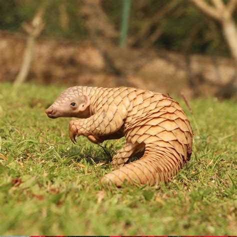 WORLD PANGOLIN DAY - February 17, 2024 - National Today