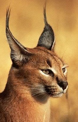 Caracal Facts - Animal Facts Encyclopedia