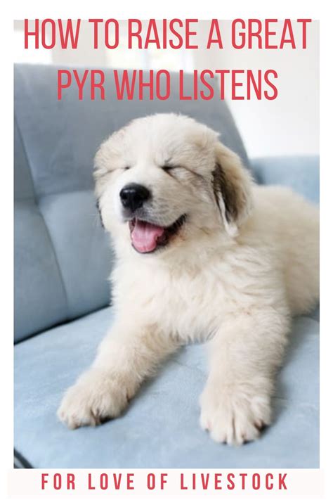 How to Raise a Great Pyr Who Listens | Puppy training, Dog training ...