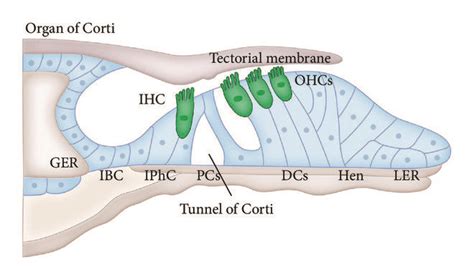 Schematic model of the organ of Corti. IHC: inner hair cell; OHCs ...