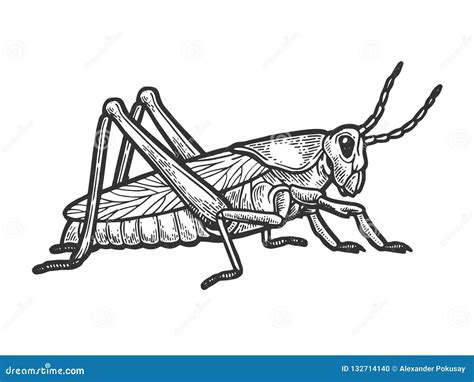 Grasshopper. Vector Drawing | CartoonDealer.com #87686546