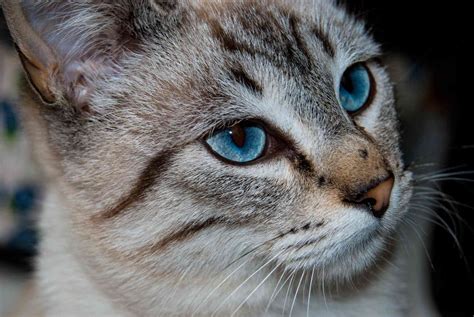 10 Best Cat Breeds With Blue Eyes