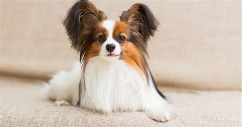 Papillon Dog Breed Information & Characteristics