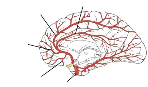 branches of anterior cerebral artery Diagram | Quizlet