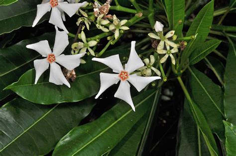 Cerbera manghas (Apocynaceae) image 43848 at PhytoImages.siu.edu