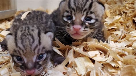 New ocelot cubs born at the Houston Zoo | khou.com