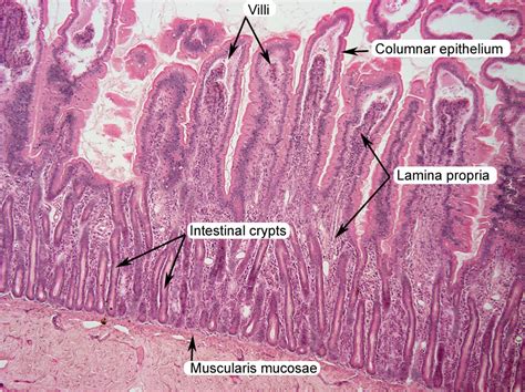 Stomach Histology Labeled 2650 | The Best Porn Website