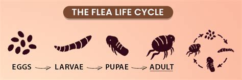 Vaccination, Deworming, and Flea & Tick Prevention in Pets