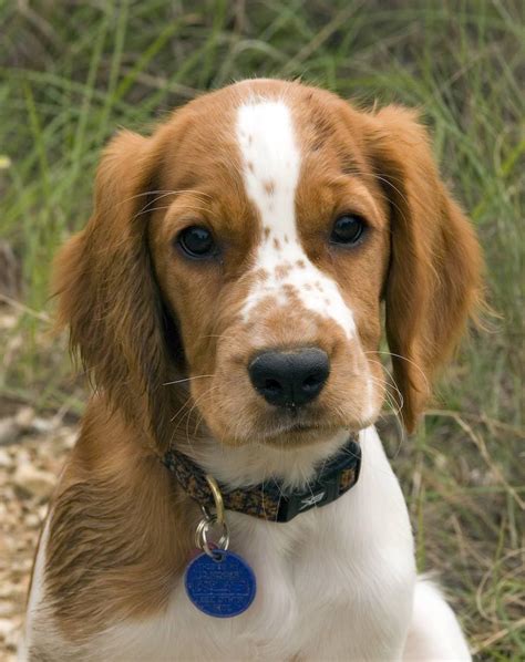 Beagle and Brittany Spaniel Mix