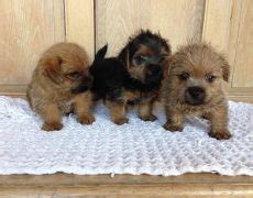 Norfolk Terrier Info, Temperament, Puppies, Grooming, Pictures