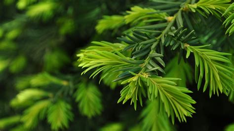 Pine Tree Wallpaper (68+ images)