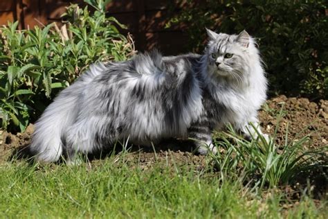 Grey Persian Cats: Facts, Pictures, Origin & History | Hepper