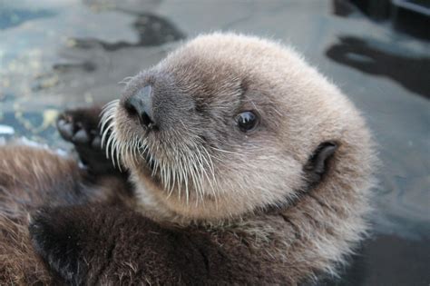 【記事】ラッコのミシュカ、シアトル水族館に慣れる | Sea Otter Pup Adjusts To Life At Seattle ...