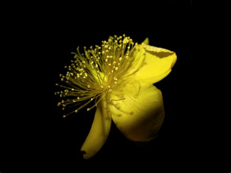 Yellow Flower on Black Background! | Yellow Flower on Black … | Flickr