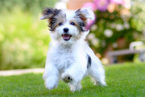 Havanese Dogs | Costs, Care, Diet & More!