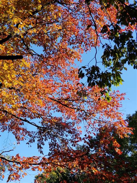 Brilliant Fall Colors - Appalachian Forest Autumn Foliage Stock Image ...