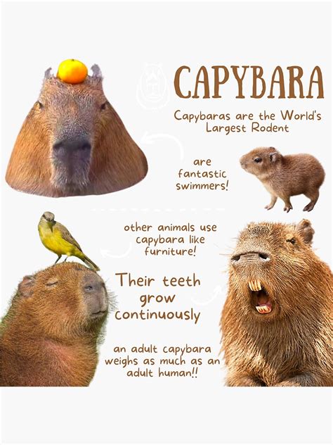 "Capybara Fun Facts" Sticker for Sale by KyleNesas | Redbubble