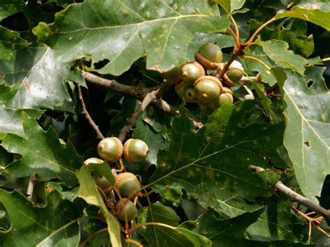 Northern Red Oak (Quercus rubra) Acorns | Western Carolina Botanical Club