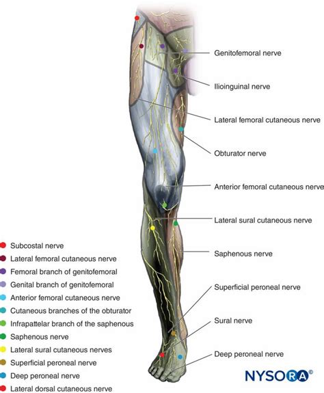 Cutaneous Nerves Anatomy Chart Anterior Nerve Anatomy Nervous | Images ...