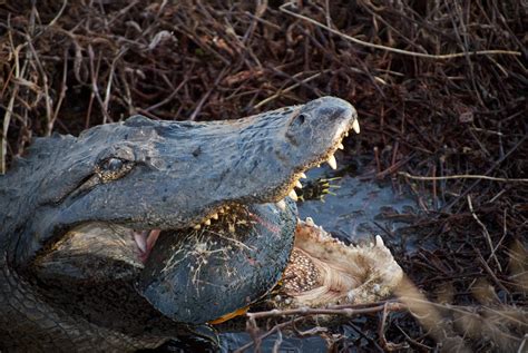 Gator snacking on turtle : r/natureismetal