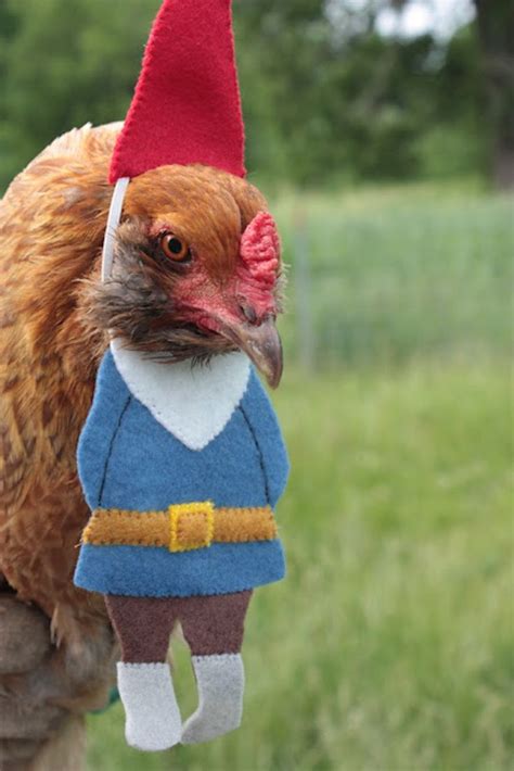 The Top Chicken Costumes to Get Your Coop Ready for Halloween | Cute ...