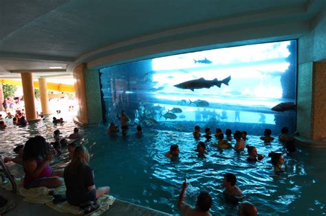 Take a Tour of the Shark Tank at Golden Nugget Las Vegas