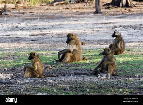 family of Chacma Baboon Stock Photo - Alamy