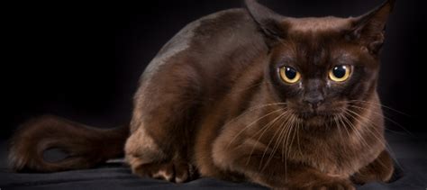 Burmese Cat Personality: How Do Burmese Cats Act? | Litter-Robot