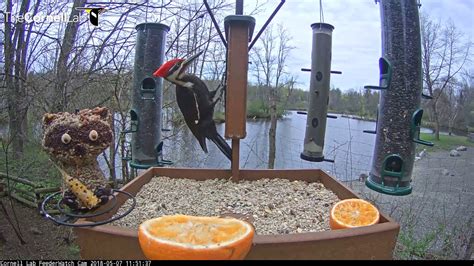 Pileated Woodpecker Calls and Visits Suet Feeder – May 7, 2018 - YouTube