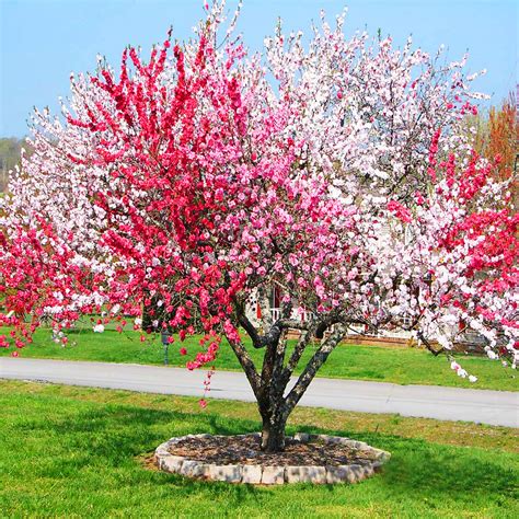 Peppermint Flowering Peach Tree For Sale Online | The Tree Center