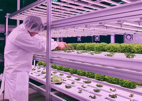 Why the Indoor Farming Movement Is Taking Off